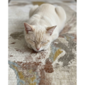 dywan-tender-17999-c01-cream (3).jpg